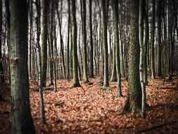 gloomy forest in autumn