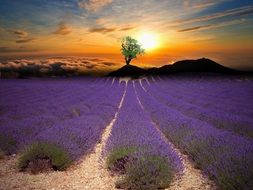 Landscape with the field of beautiful lavenders