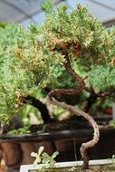 incredibly handsome Bonsai Tree