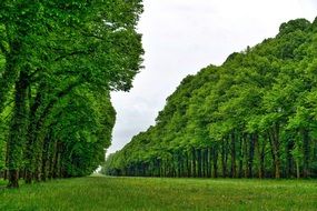 green alley between smooth green rows of trees