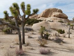 scenic landscape of california national park