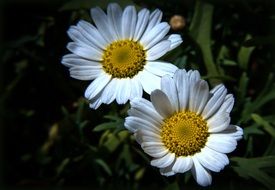 picturesque Daisies Flower