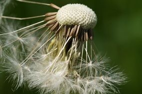 shabby dandelion seed head