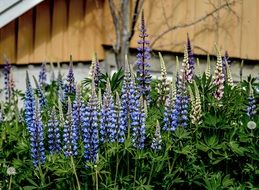 thickets of blue lupins near the house