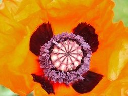 Papaver armeniacum or Poppy