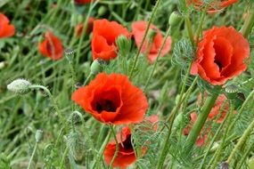 red poppies on a green meadow close-up on a blurred background