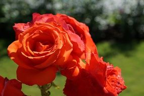 Beautiful bush of bright, red and orange roses near the green field in a botanical garden