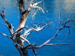 dry tree near bright blue water