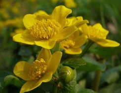 Your marigold flowers blossom