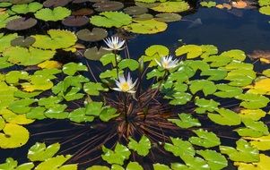 Water lilies blossom