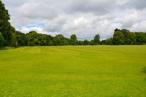 field with green grass near the trees