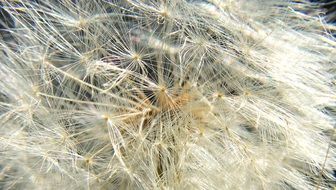 Macro photo of the beautiful core of the dandelion flower