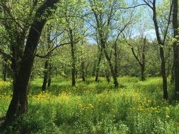 green grass with wildflowers among the trees in the forest