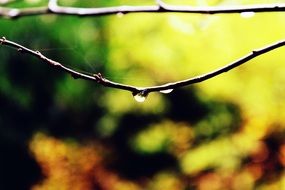 drops of water on a branch close up