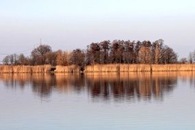 golden reed and autumn forest are reflected in the lake