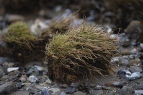 tuft of grass