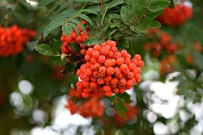 Nature Berries Wild