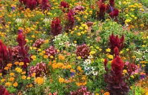 stunning Garden Flowers