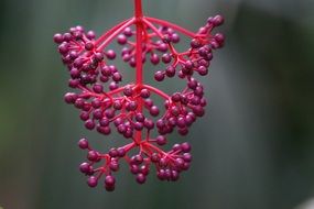 pink berries in the rainforest