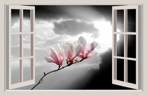 branch of pink magnolia in a white window