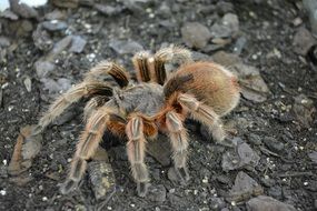 tarantula is a big hairy spider