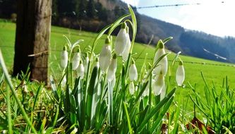 snowdrop bush with white flowers