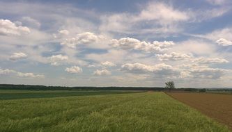 green and plowed fields at summer day