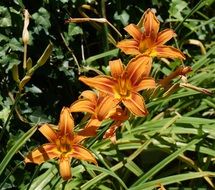 Day Lily Quartet Lily Orange