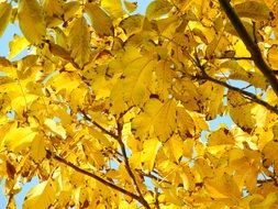 golden crowns of autumn tree close up