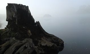 Mist River and Tree