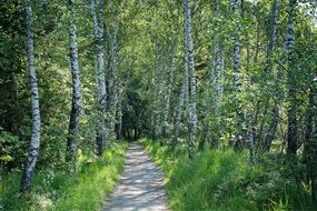 path through a birch grove