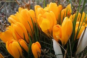 half open yellow crocus flowers on flower bed