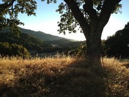 Oak Trees Landscape