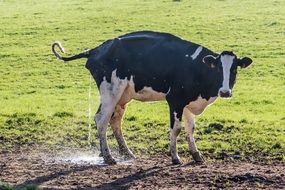 cow defecates