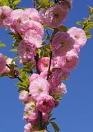 incredibly handsome Almond Blossom
