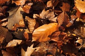 Golden autumn leaves on a ground