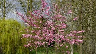 tree with pink bloom in the park