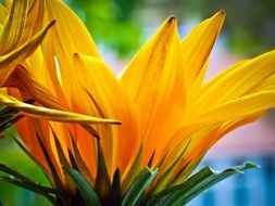 closeup of a yellow ice plant