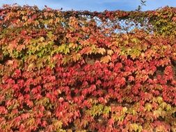 hedge of bright fall foliage