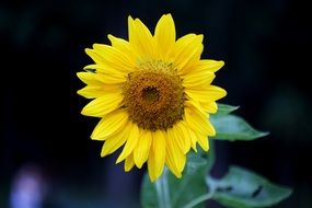 bright sunflower in the garden on a dark background