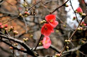 red flowering of a decorative quince close-up