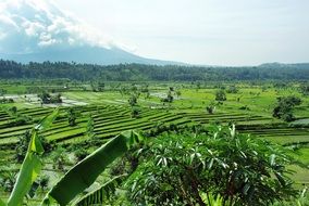 Landscape of rice fields in Indonesia