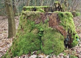 Picture of Moss on a Tree Stumps