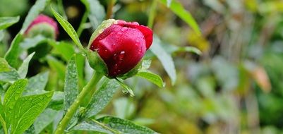 peony bud after rain