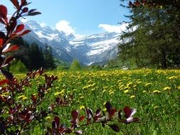 A lot of the beautiful colorful flowers on the moutain meadow in summer