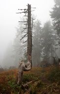 hiking trail in fog on top of turbacz, poland