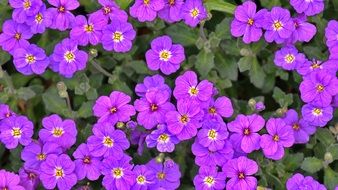 purple Flowers of spring