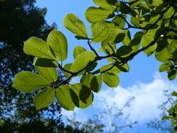 Beautiful branch with green leaves against the blue sky with white clouds on Ayuzawa parking area in Japan