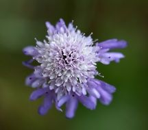 Scabious Purple