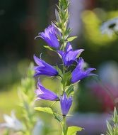 Closeup photo of Blue bells on a green plant